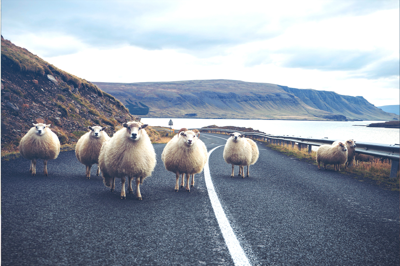 rencontres animal et société