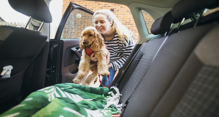 Ceinture de sécurité sale pour chien norauto