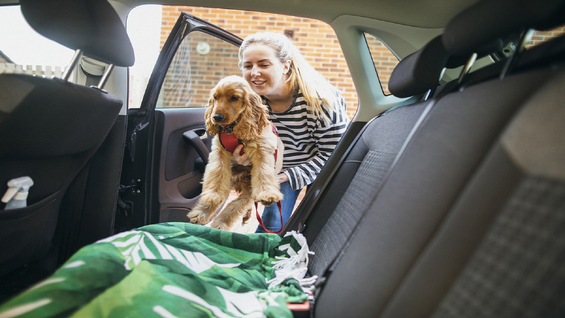 Housse de protection auto pour chien sièges arrière NORAUTO - Norauto