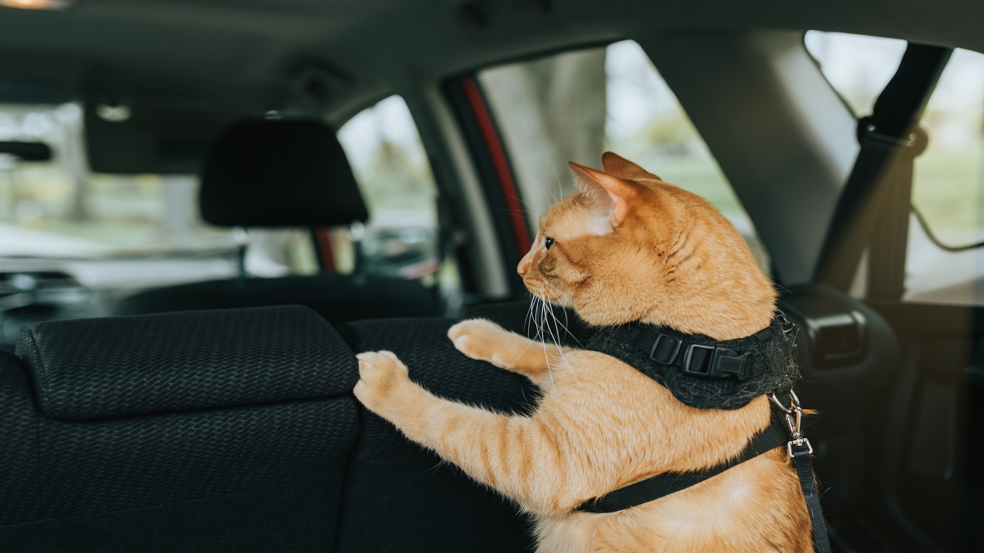 Accessoires pour voyager en voiture avec son chien