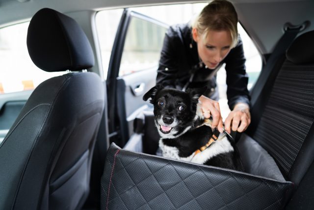 Chien en voiture