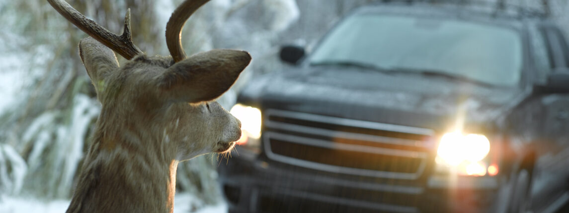 un chevreuil en hiver devant une voiture en circulation en zone boisée. Attention aux Animaux sauvages !