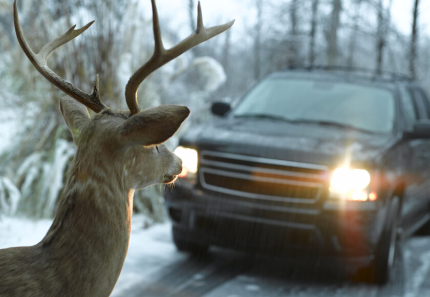 un chevreuil en hiver devant une voiture en circulation en zone boisée. Attention aux Animaux sauvages !