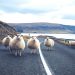 animal sur la route